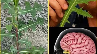 إذا رأيت هذه النبتة تنمو بجانب الطريق أو في حديقتك، فأنت تمتلك دواء وعلاج طبيعي دون ان تدري…