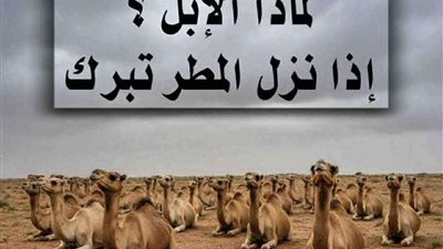 لماذا تبرك الابل على الأرض عند هطول المطر