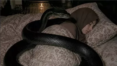 أصبح الحنش الذي أربيه غريبًا في الأيام الأخيرة