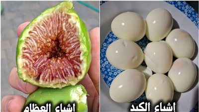 تعرف على فوائد البيض المسلوق والتين والتين الشوكي والذرة للصحة