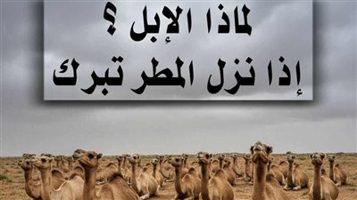 الابل