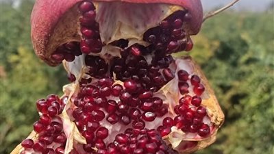 12 نوع من الأطعمة تمنع انسداد الشرايين والجلطات _ الرمان أبرزها..عرض المزيد