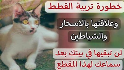 خطورة تربية القطط