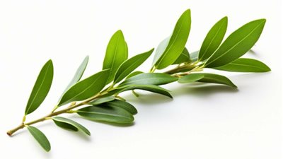 اكتشف فوائد مضغ ورق الزيتون
