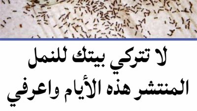 ماسبب وجود النمل في المنزل رغم نظافته