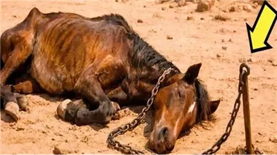 حصانٌ بسلسلة في الصحراء وطفل فقير… قصة حقيقية هزّت القلوب